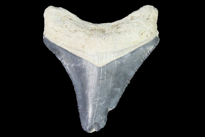 Bargain, Bone Valley Megalodon Tooth - Florida #99818